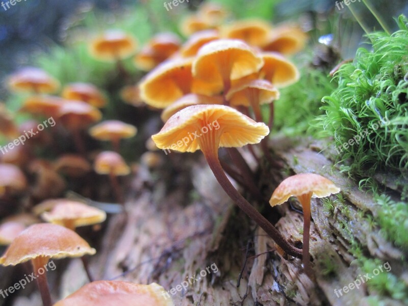 Mushroom Hiking Nature Forest Wild