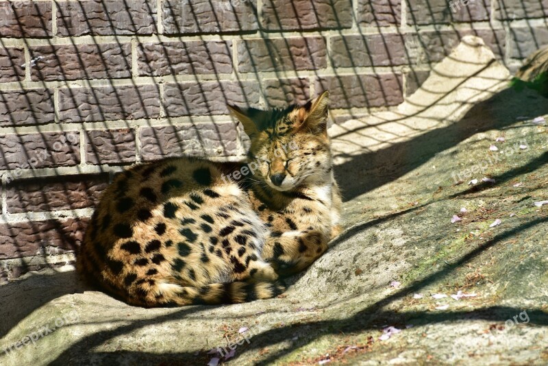 Serval Wild Cat Head Drawing Carnivores Wild Animal