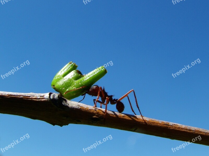 Ants Tree Insects Free Photos