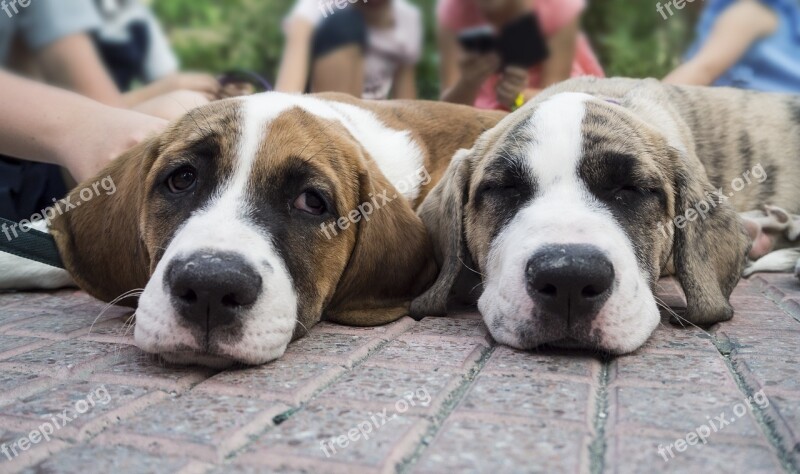 Puppies Dogs Face Pet Foreground