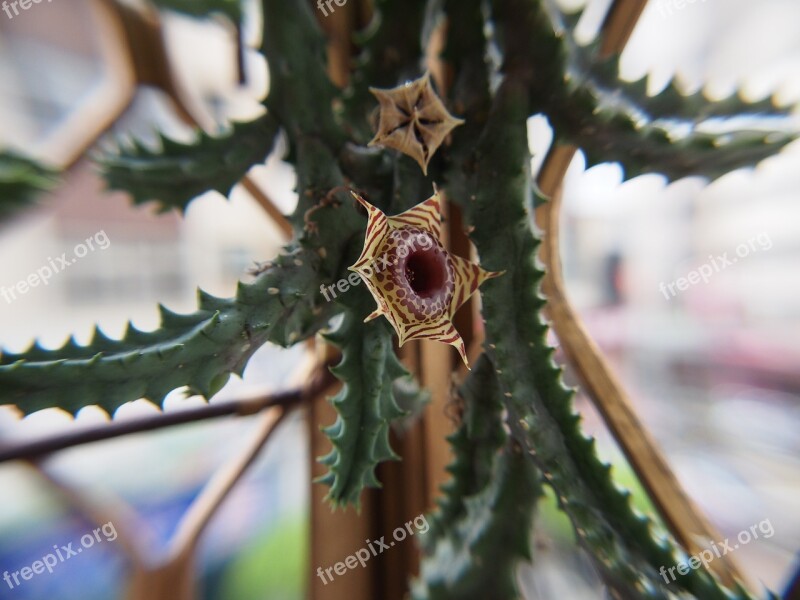 Magic Star Flower Happy Valley 縞 Zebra 蘿 Mo Succulent Plants Huernia Zebrina