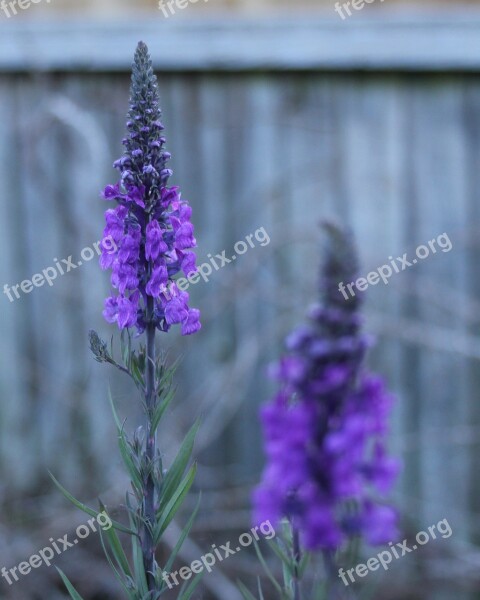 Depth Of Field Flower Macro Focus Nature