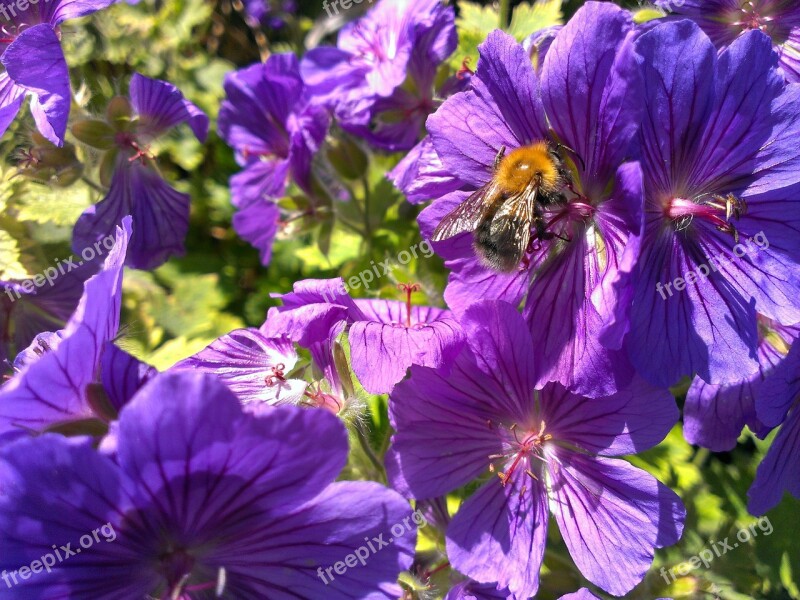 Bee Flowers Nectar Petal Insect