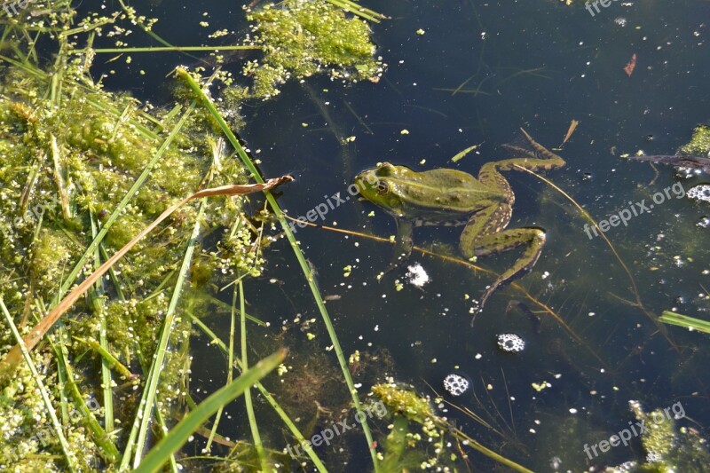 Frog Water Pond Animal Green