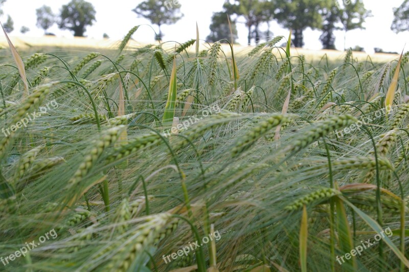 Barley Fields Nature Field Landscape