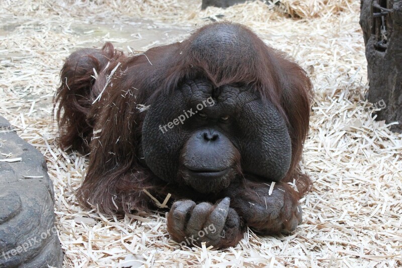 Orangutan Monkey Moscow Zoo Free Photos