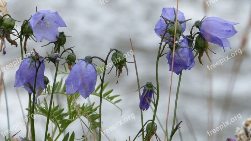 Flowers Bluebells Petite Bellflower Purple Macro