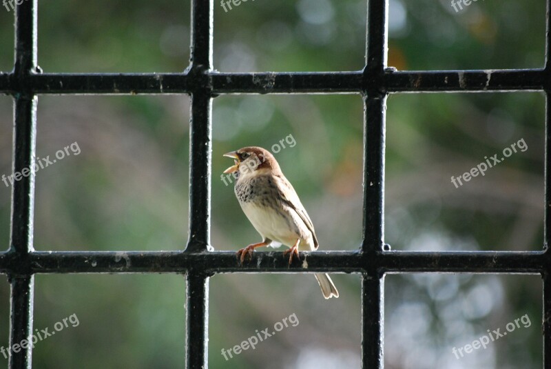 Bird Beak Majestic Free Photos