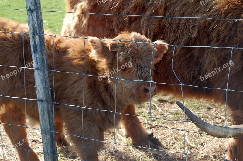 Highland Cow Farm Calf Baby Animal