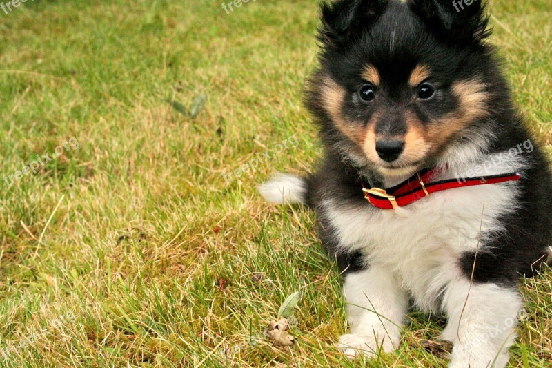 Puppy Shetland Sheepdog Canine Cute Shepherd