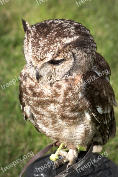 Owl Bird Wild Prey Free Photos