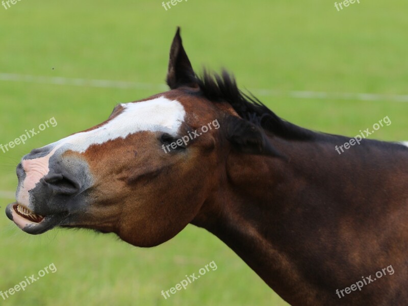 Horse Animal Horse Head Nature Pferdeportrait