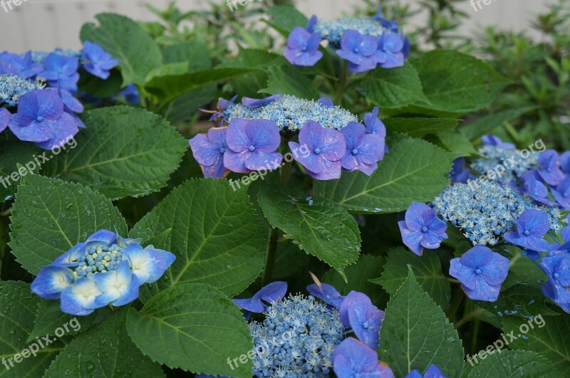 Hydrangea Flowers Nature Garden Blue Petals