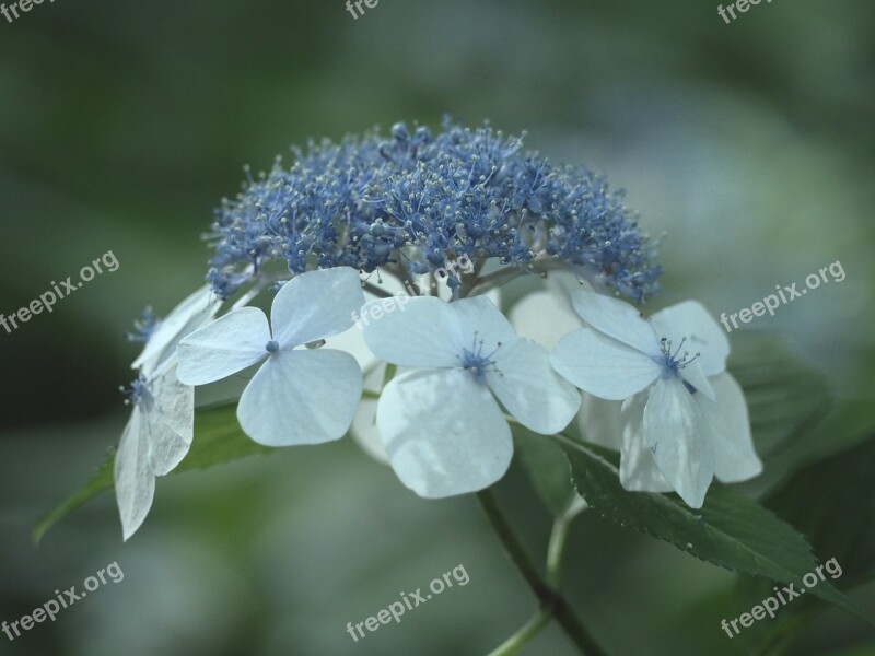 Hydrangea Flowers In The Early Summer Plant Rainy Season