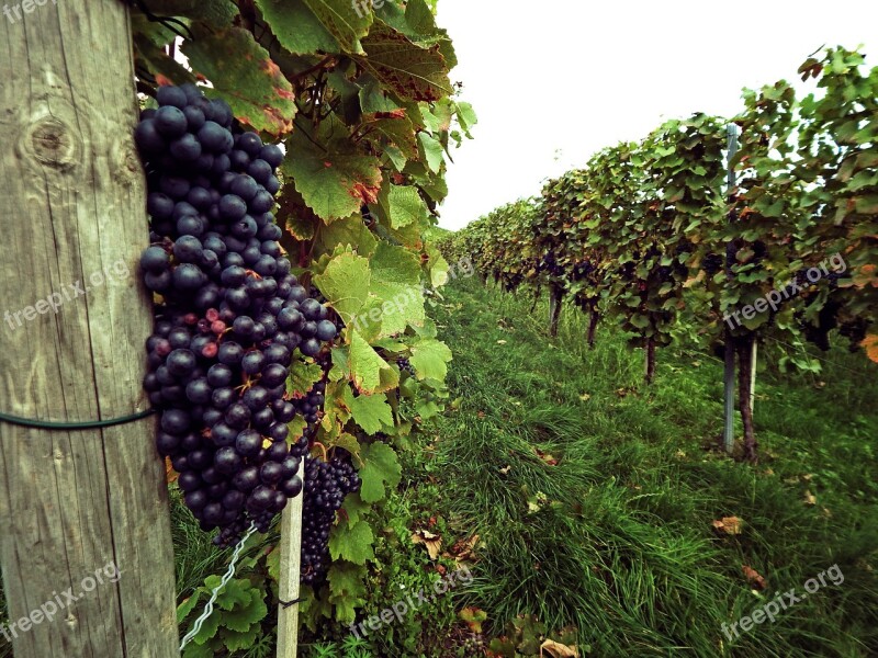 Grapes Vine Germany Autumn Wine