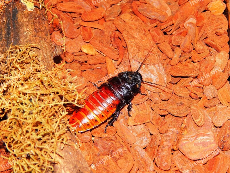 Cheap Cockroach-of-madagascar Giant Cockroach Madagascar Insect Animal