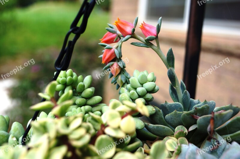 Succulent Summer Flower Garden Green