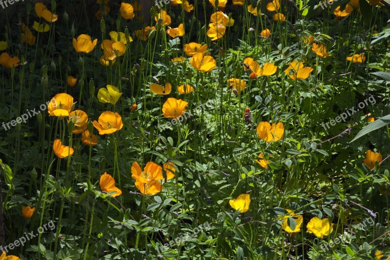 Hidcote Manor Bright Yellow Poppies Lush Green Foliage Free Photos