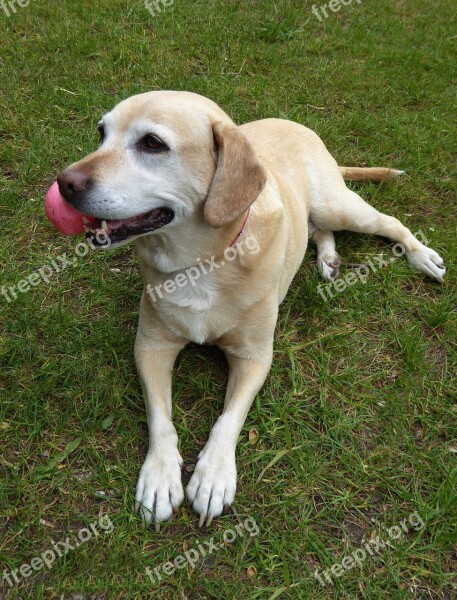 Dog Ball Snout Attention Play