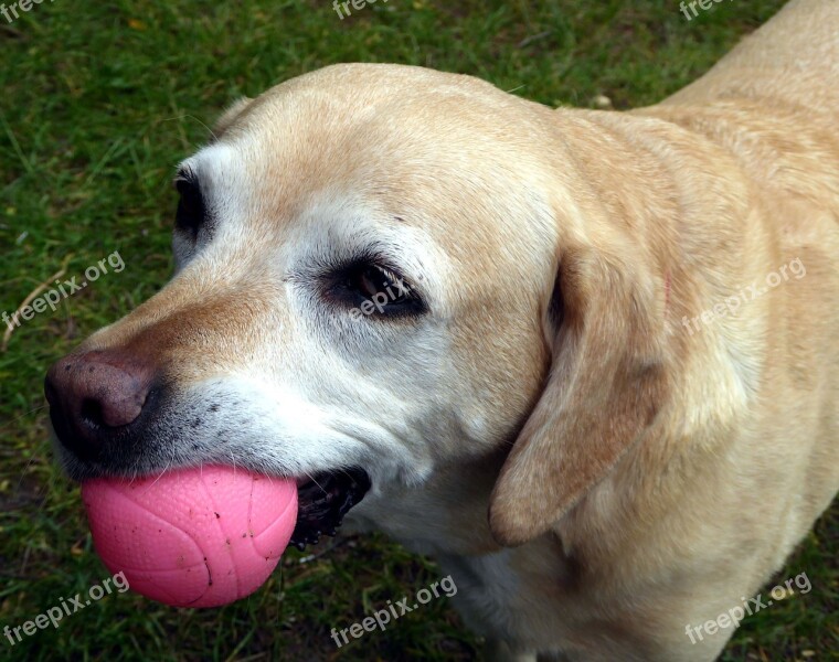 Dog Ball Dog Snout Playful Hold Tight