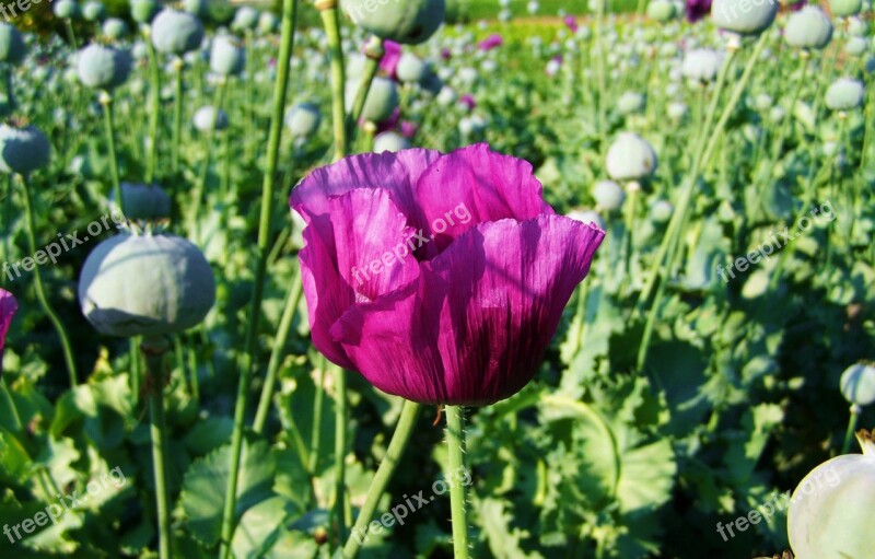 Purple Hadji Poppy Plantation Food Plant Free Photos