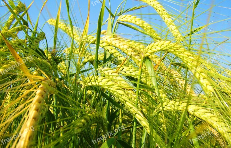 Yellowing Of The Barley Grain Cultivars Free Photos