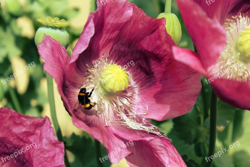 Hummel Blossom Bloom Flower Insect