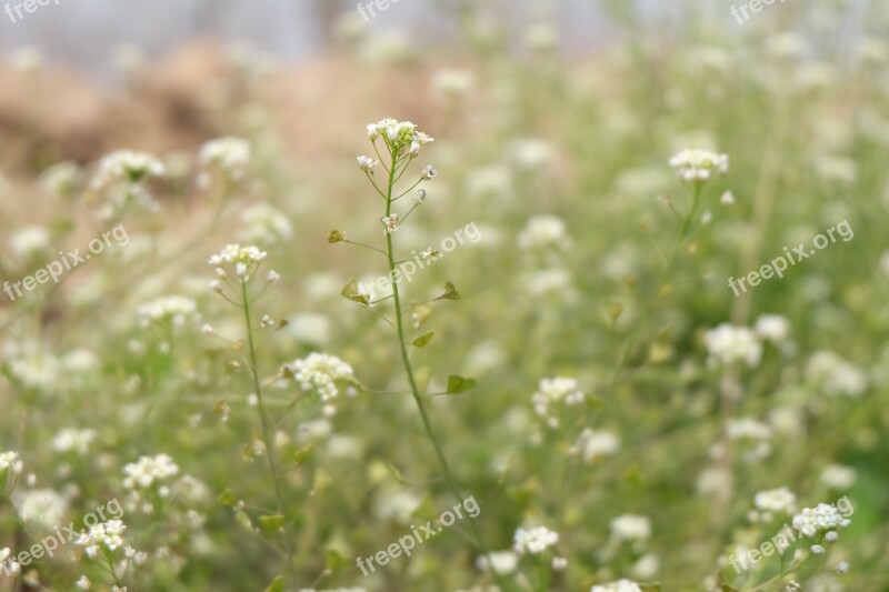 Spring Serenity Wild Flowers Free Photos