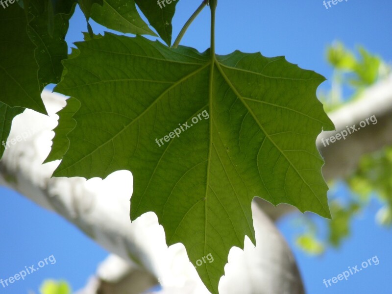 Maple Leaf Leaves Tree Green