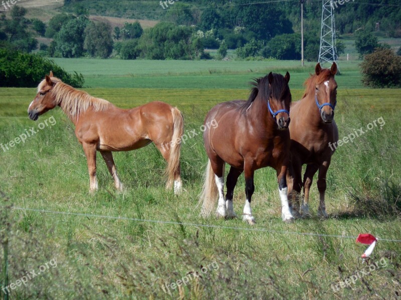 Horses Paddock Coupling Pasture Mane