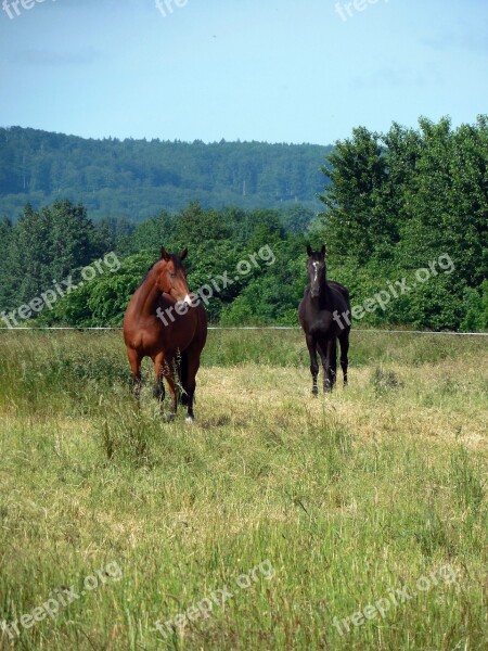 Horses Paddock Coupling Pasture Mane