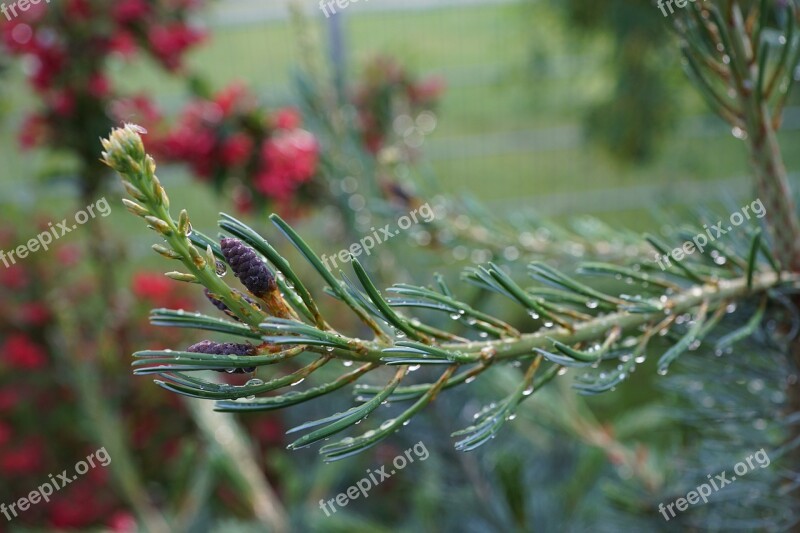 Pine Branch Conifer Needles Green