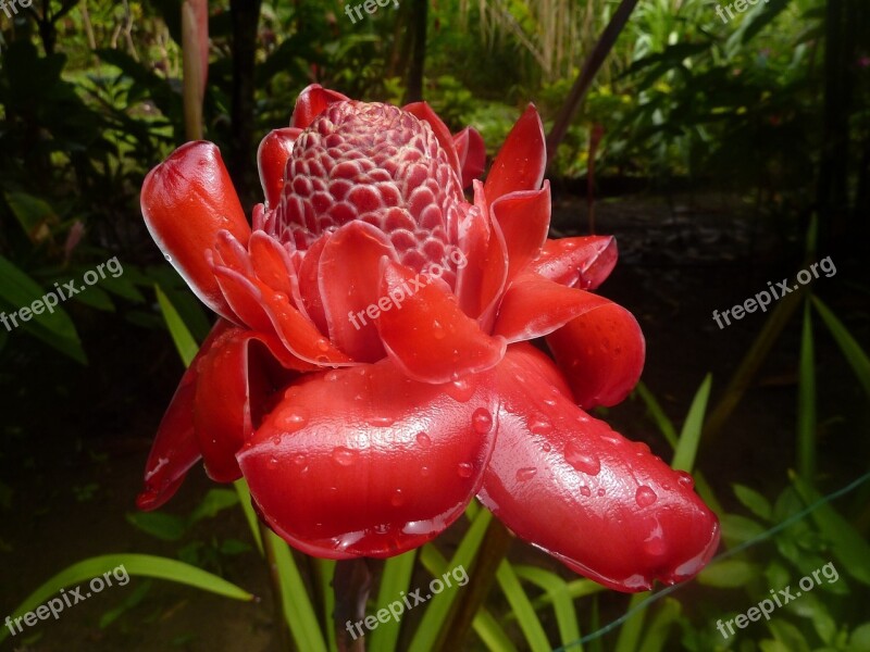 Flower Exotic Plants Flora Caribbean