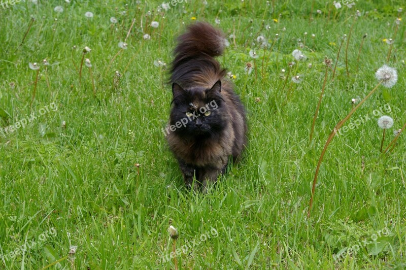 Cat Long-haired Dandelions Tail Free Photos