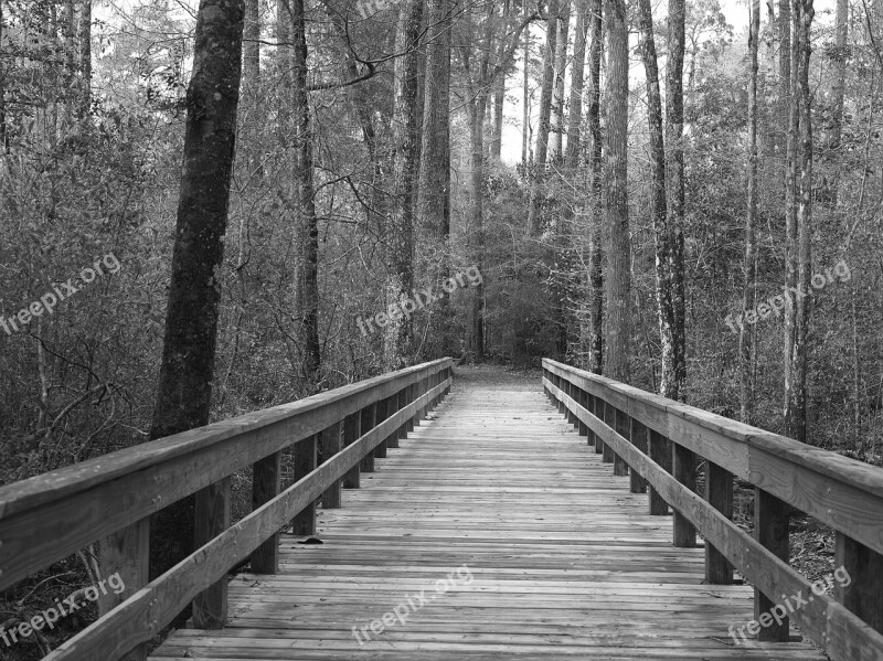 Pathway Bridge Planked Wooden Forest