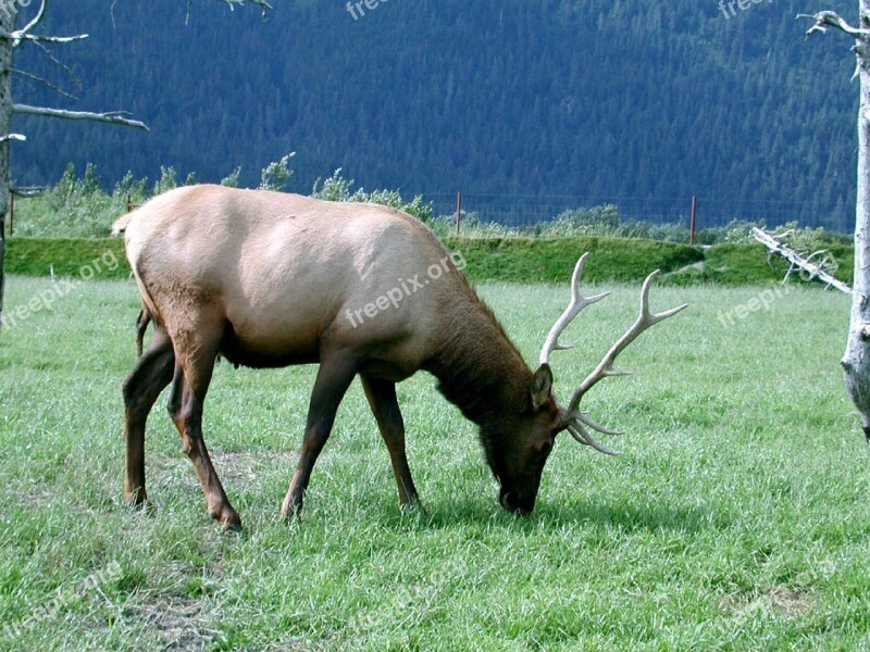 Elk Bull Wildlife Nature Male