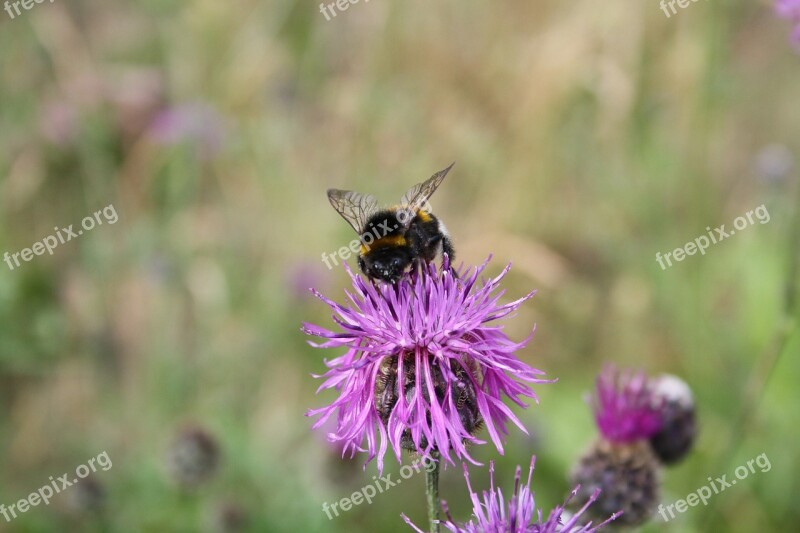 Hummel Flowers Insect Close Up Plant