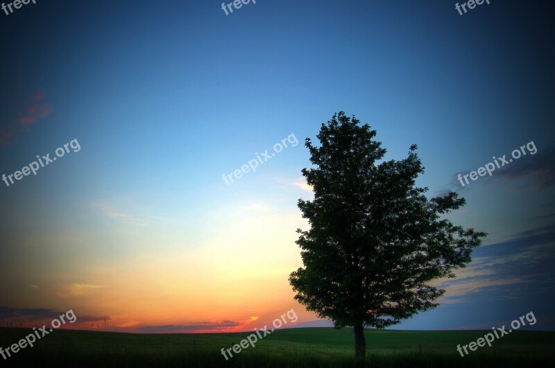 Tree Natural Nature Outdoor Landscape