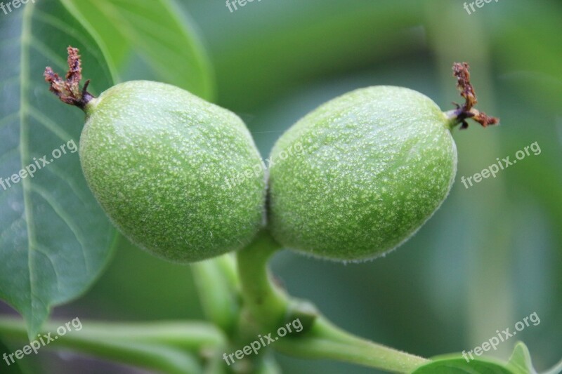 Walnut Walnut Tree Green Immature Seeds