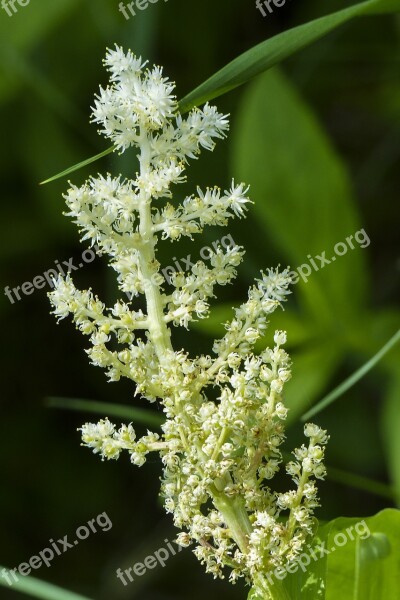 Plant Blooming Forest Nature Natural