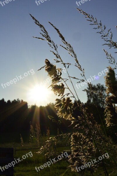 Grasses Nature Meadow Abendstimmung Summer