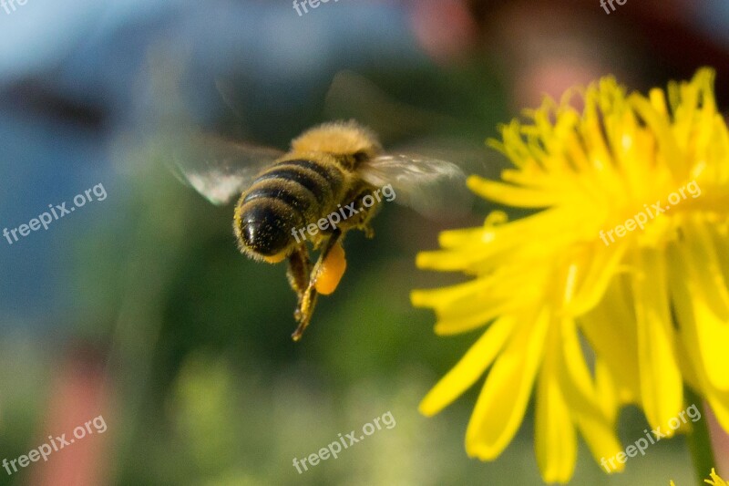 Honey Bee Collect Honey Yellow Bee Flower