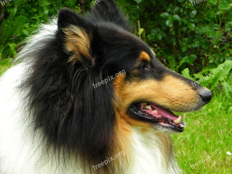 Collie Tricolor Dog Animal Purebred Dog View