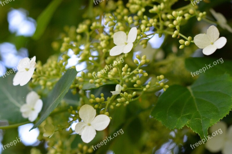 Plant Garden Creeper Nature A Garden Plant