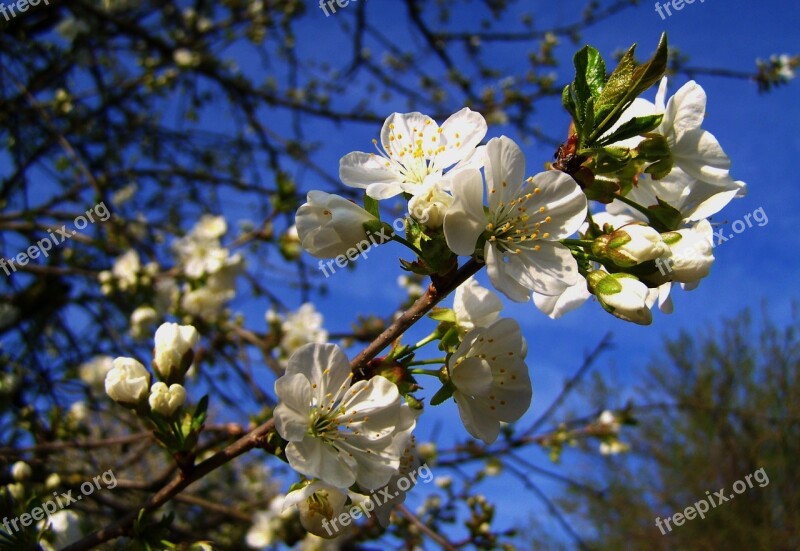 Flowering Cherry Tree Blue Sky Spring Free Photos