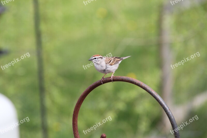 Sparrow Chipping Sparrow Bird Nature Feathers