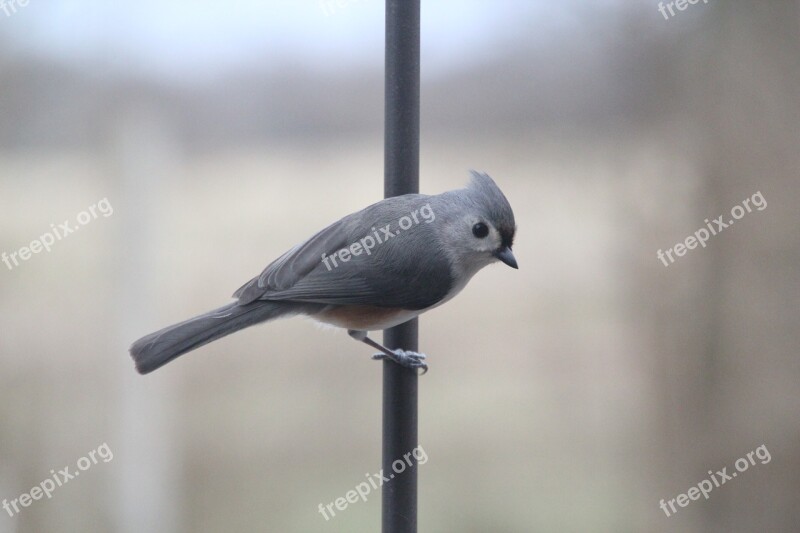 Titmouse Tufted Titmouse Bird Nature Feathers