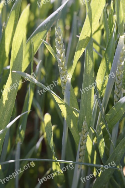 Field Green Halme Wheat Field Grow