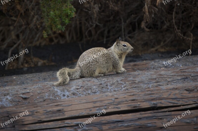 The Squirrel Wood Tail Rodent Free Photos