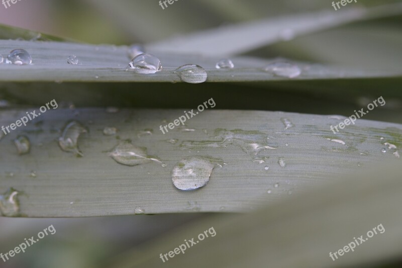 Grass Dew Raindrop Drip Dewdrop Grass